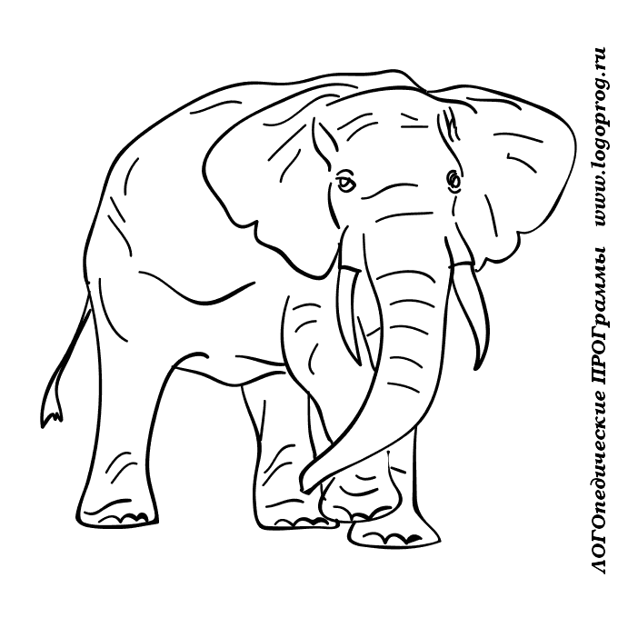 Слон животных раскраски для взрослых